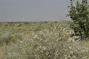 01 PKW-Reise_Jaisalmer-Kuri_DSC3319_b_H600